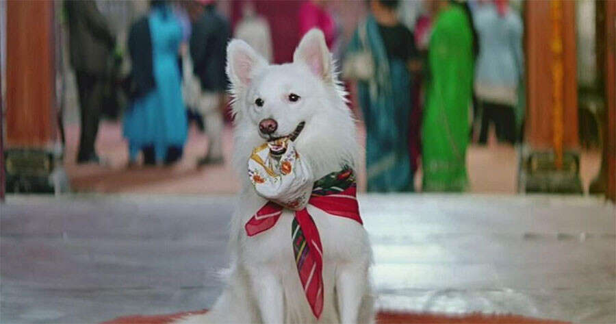 dogsinbollywoodfilms21756214703 Dogs In Bollywood Films